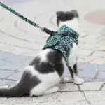 2025 New Year Hot Cat Dogs Vest Harness and Leash Anti-break Away Chest Strap Cat Clothes - Image 2