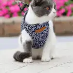 2025 New Year Hot Cat Dogs Vest Harness and Leash Anti-break Away Chest Strap Cat Clothes - Image 5
