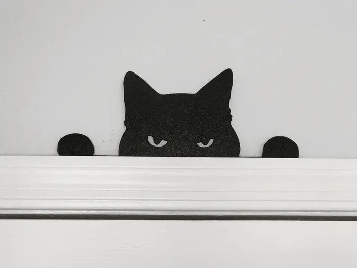 Unhappy cat staring