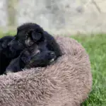 The cozy pet bed 'Cloud 7' - Image 4