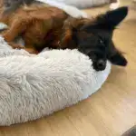 The cozy pet bed 'Cloud 7' - Image 5