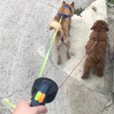 Dog leash in use