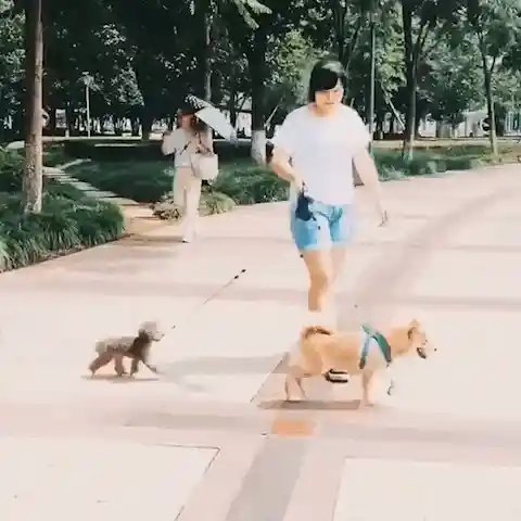 Leash swivel in action