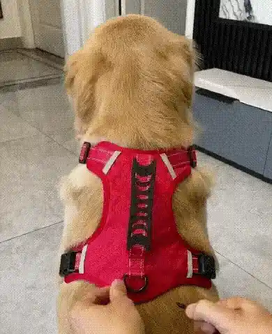 Dog walking with harness