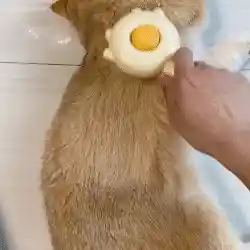 Comfortable bristles for pets