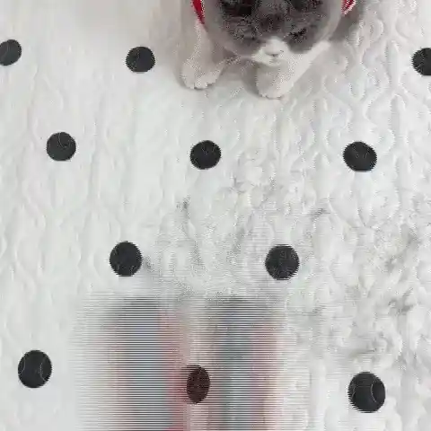 Reusable Lint Roller