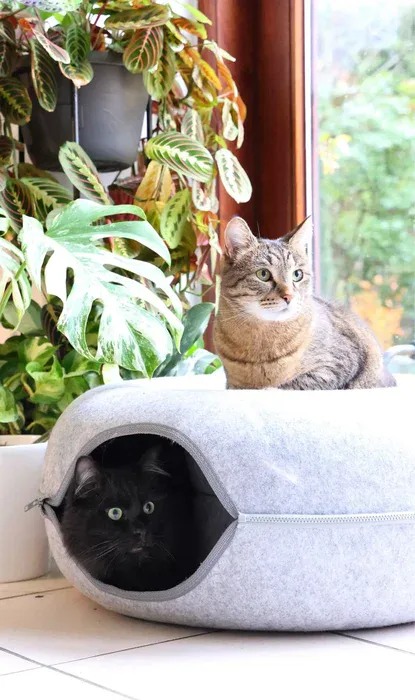 Multi-Cat Cave