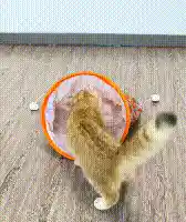 Cat playing with tunnel bag