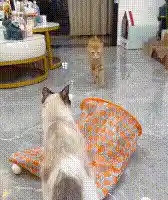 Cat Tunnel Bag in action