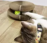 Magic Organ Cat Toy - Image 4