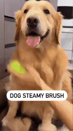 Dog enjoying the brush