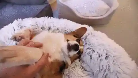 Pet Relaxing