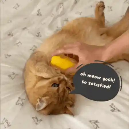 Pet brush in action
