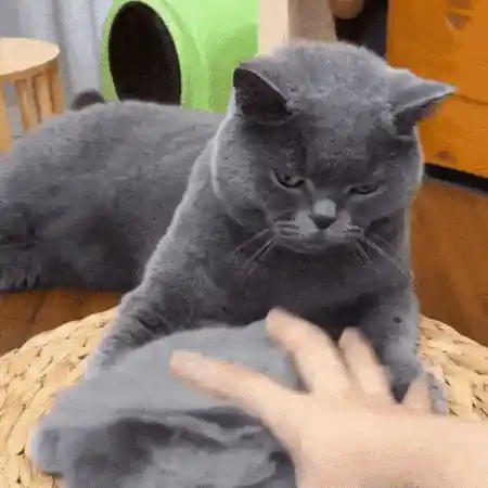 Healthy pet grooming