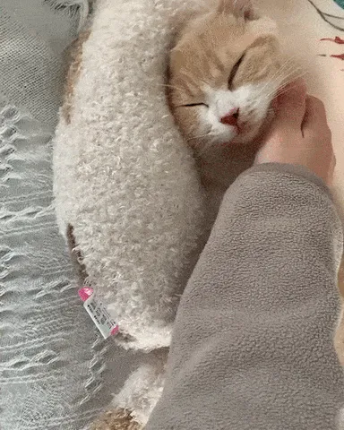 Cat Pillow
