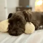 Cat Lovely Cozy Pillow