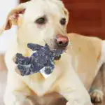 Plush Toy - Robust Bear for Aggressive Chewers