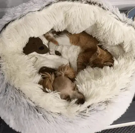 Easy Maintenance Pet Bed