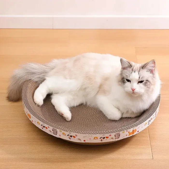 Cat relaxing in Cardboard Paradise