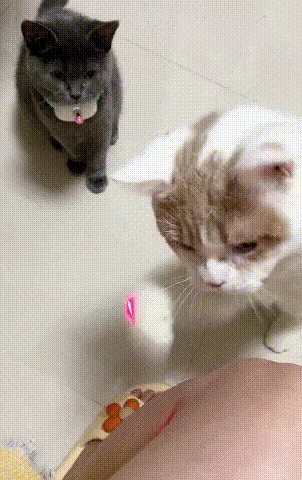 Smart Teasing Cat Collar