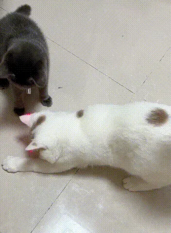 Smart Teasing Cat Collar in action