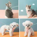 Luminous Cat Vest Harness and Leash Set