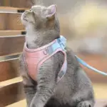 Luminous Cat Vest Harness and Leash Set