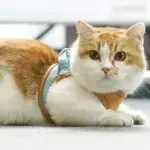 Luminous Cat Vest Harness and Leash Set