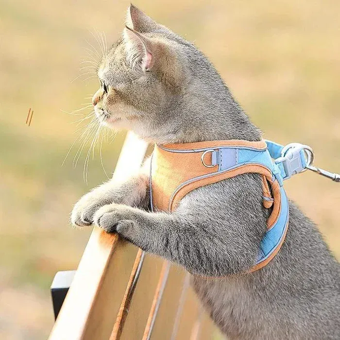 Cat harness design