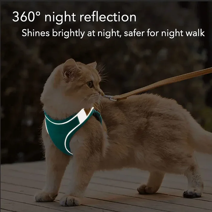 Cat wearing harness