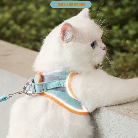 Cat on a hike