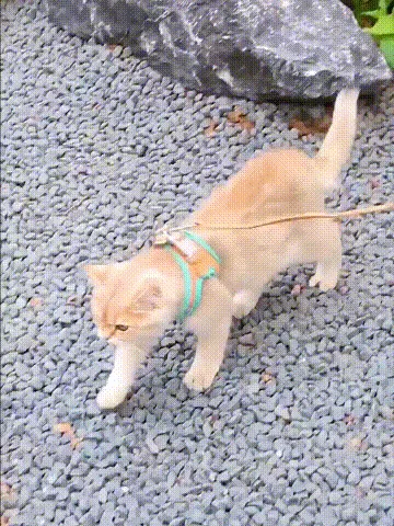 Cat exploring outdoors