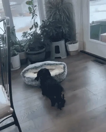 Pet bed image