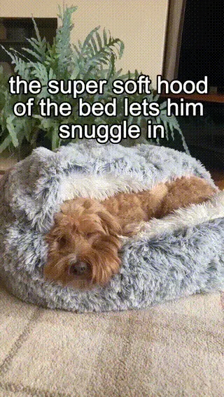 Pet bed image