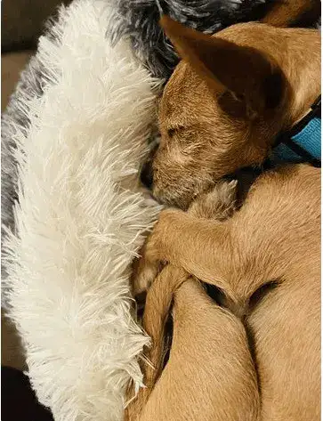 Pet bed image