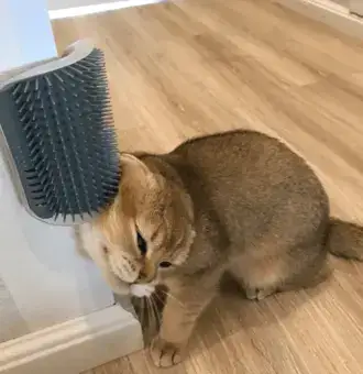 Cat Self Grooming Brush