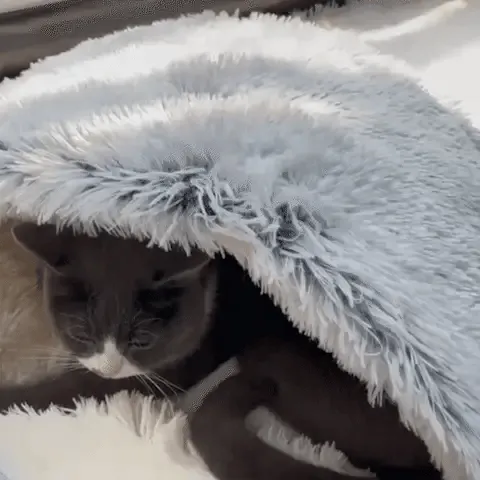 Kipotek Pet Bed