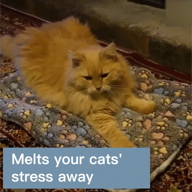 Cat Comfort