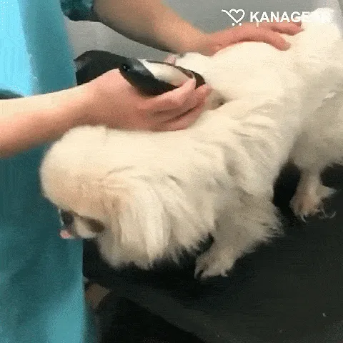 WhisperTrim Pro in action