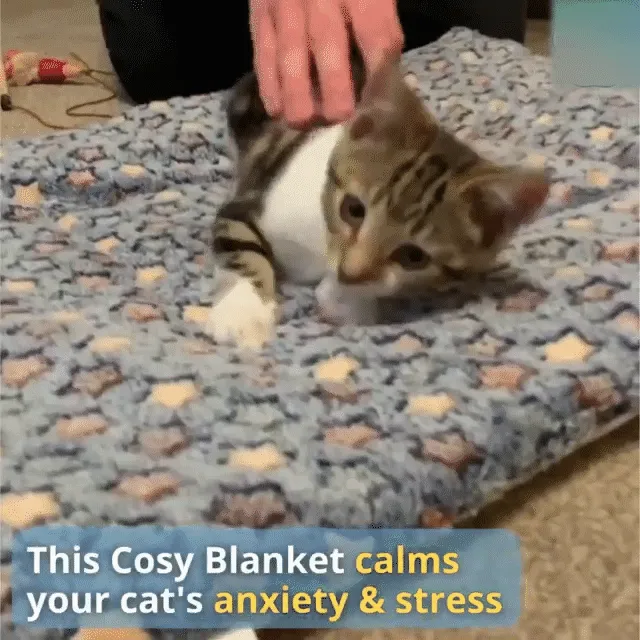 Cat Sleeping