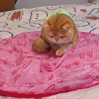 Cat playing with toy