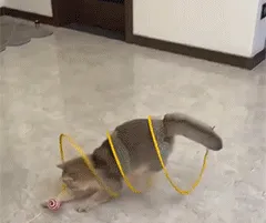 Cat hunting coil tunnel toy animation