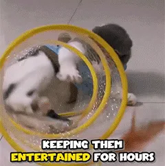 Cat hunting coil tunnel toy animation 2